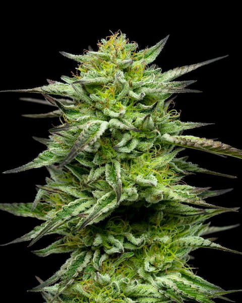 Mountaintop Mint > Humboldt Seed Company | Graines Féminisées  |  Hybride